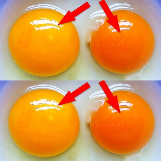 This Is What the Color of Your Egg Yolk Means